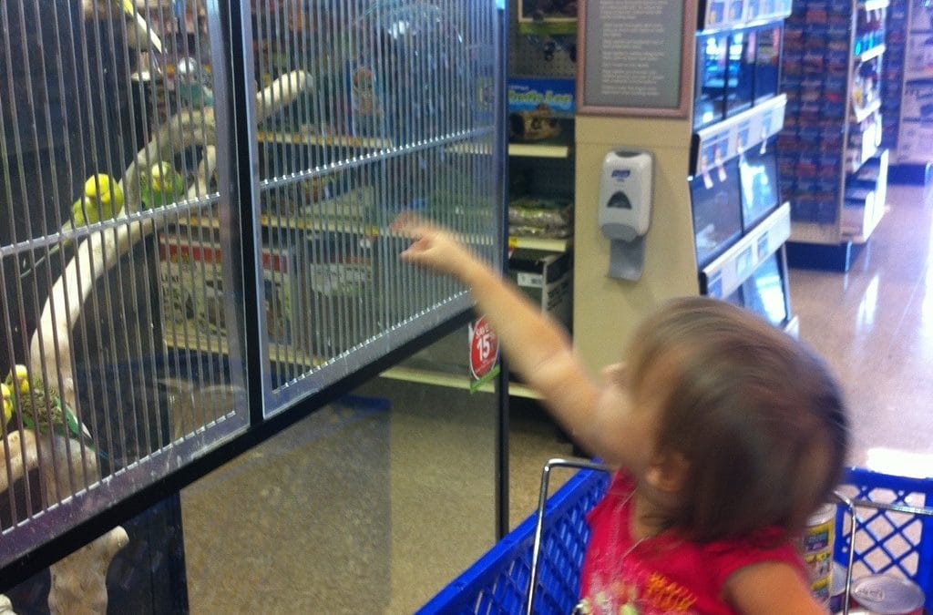 Visiting the birds