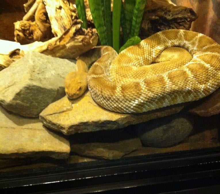 Visiting the reptiles