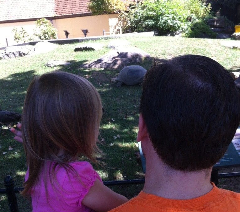 Big turtles
