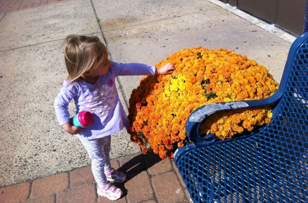 Pumpkin Festival