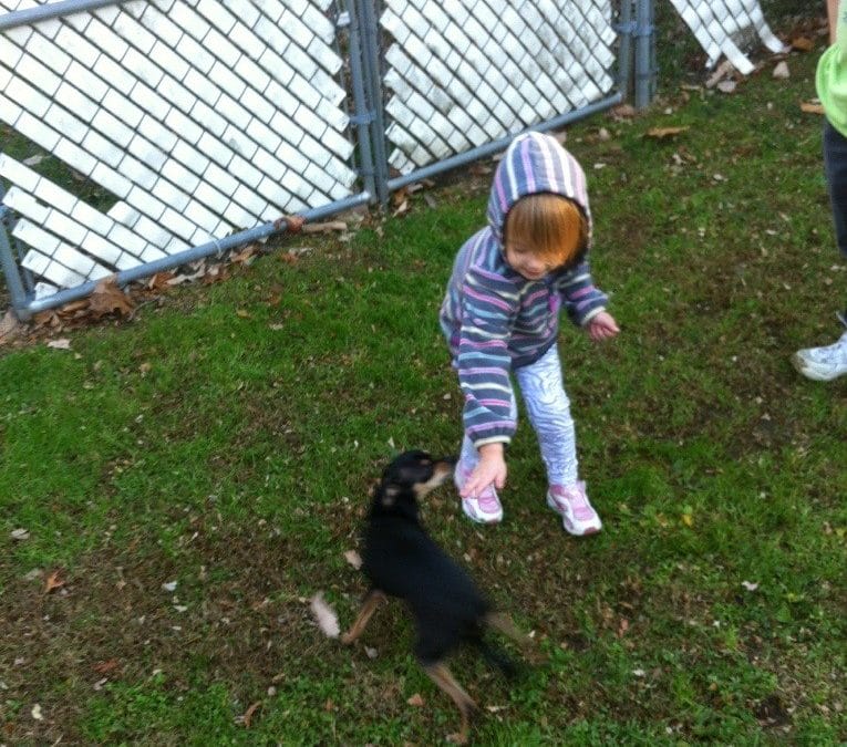 Visiting the doggies