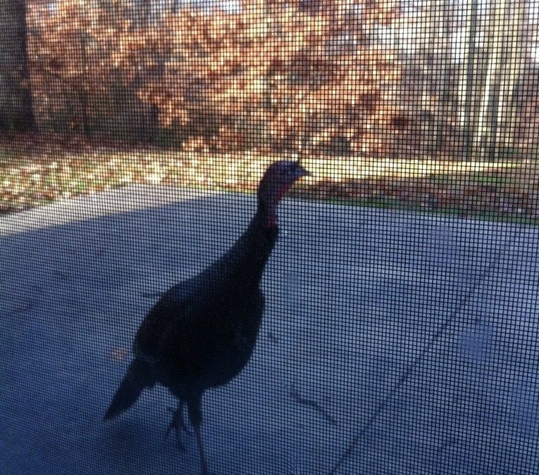 Visitor