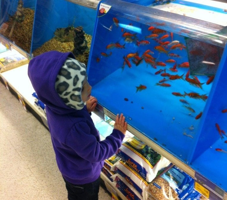 Visiting the fishies