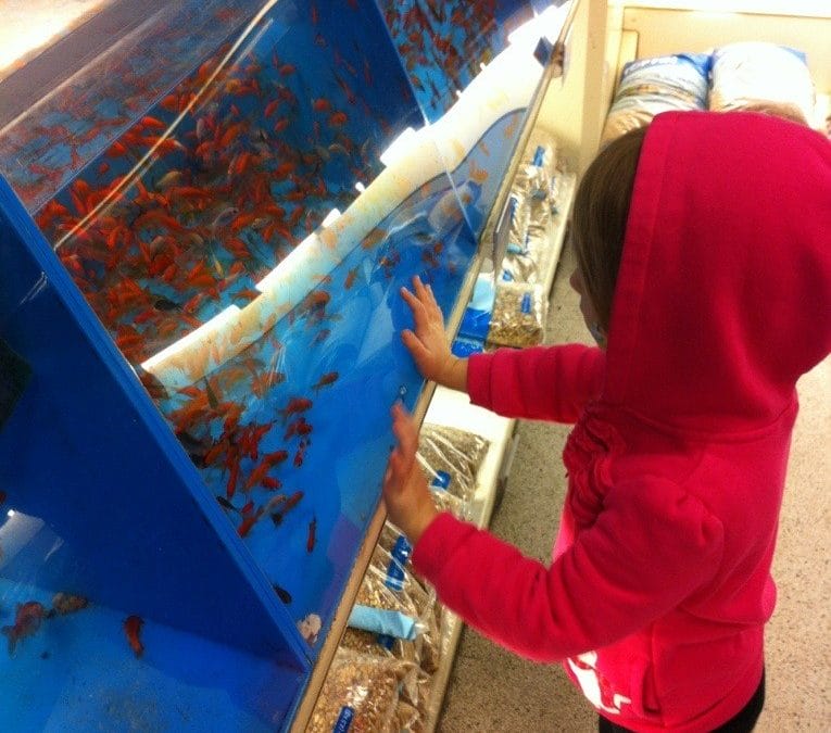 At the pet store again