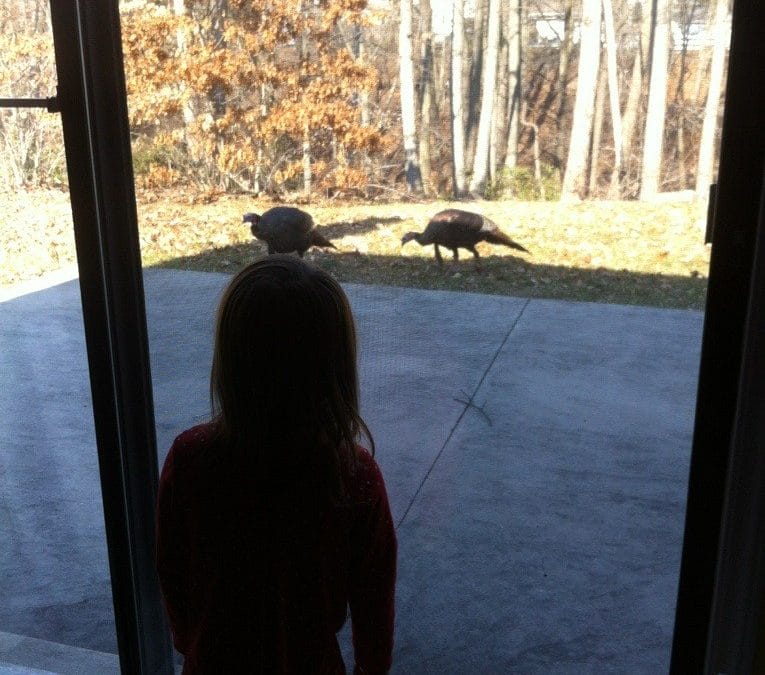 Watching the turkeys