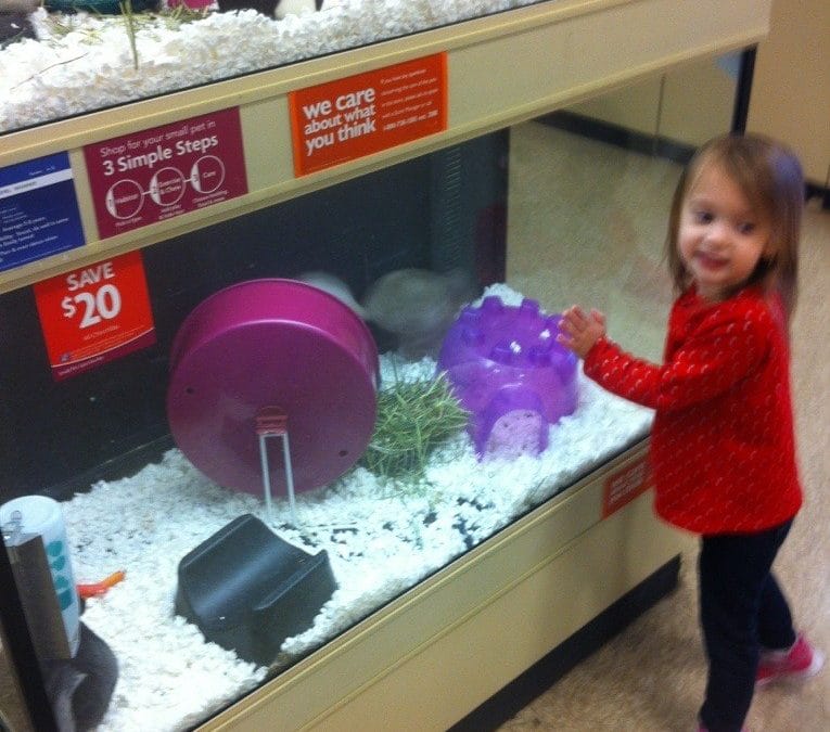 Chinchillas!