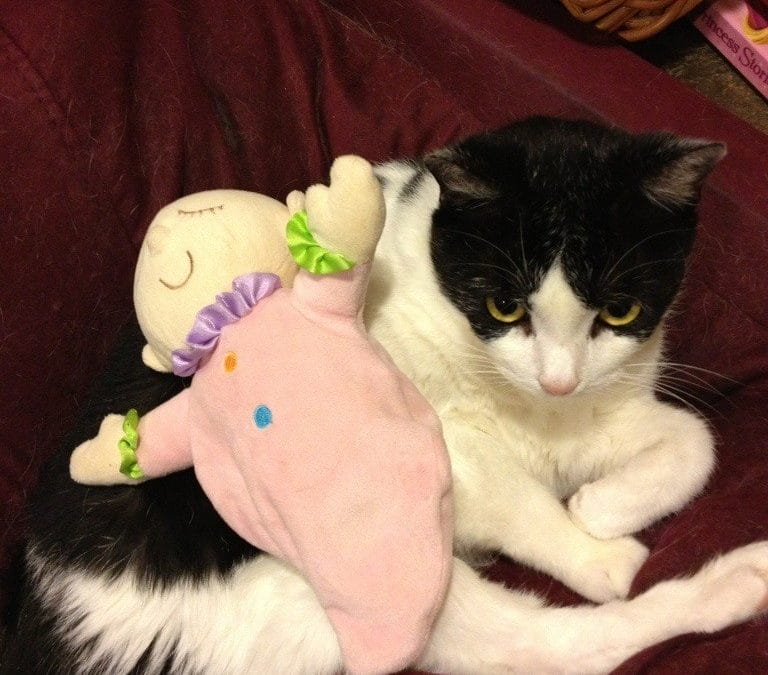 My baby and my kitties