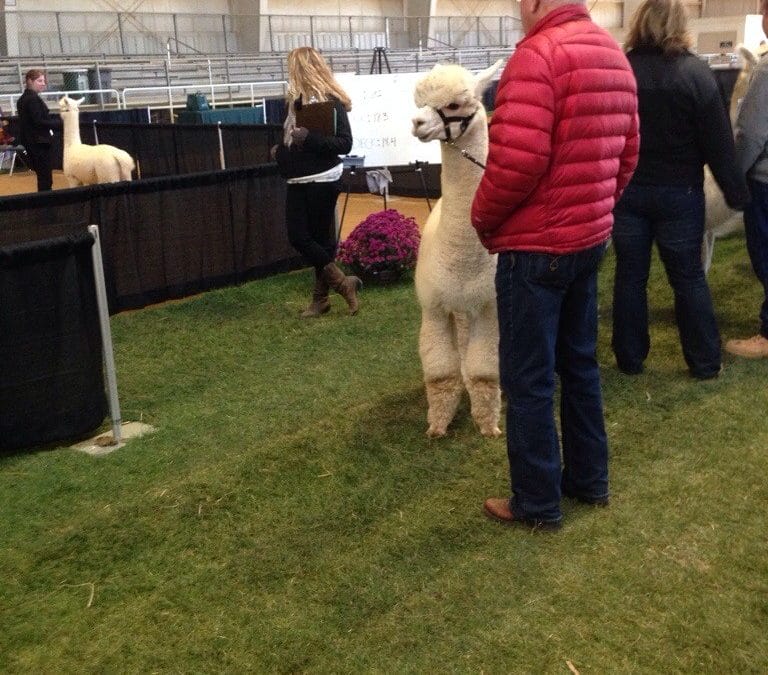 My first Alpaca Show