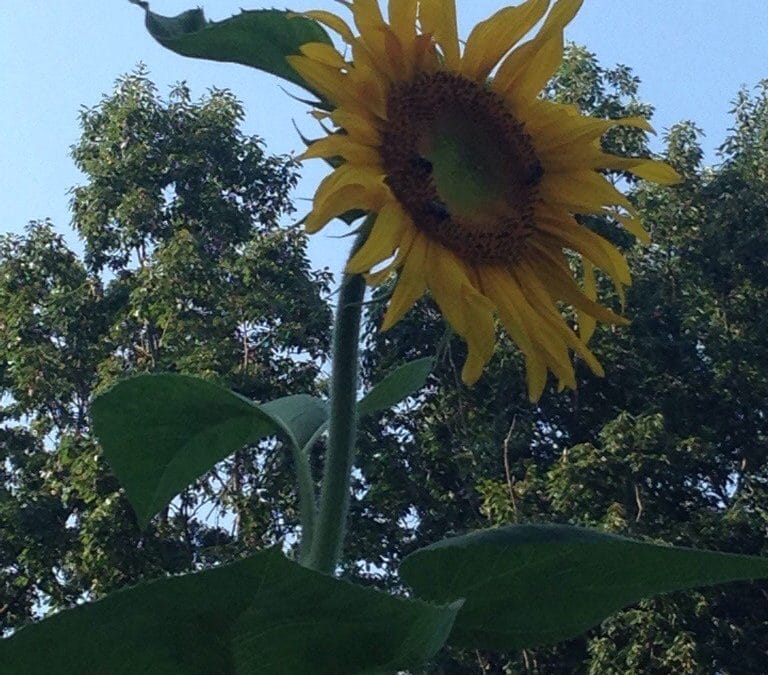 My sunflower