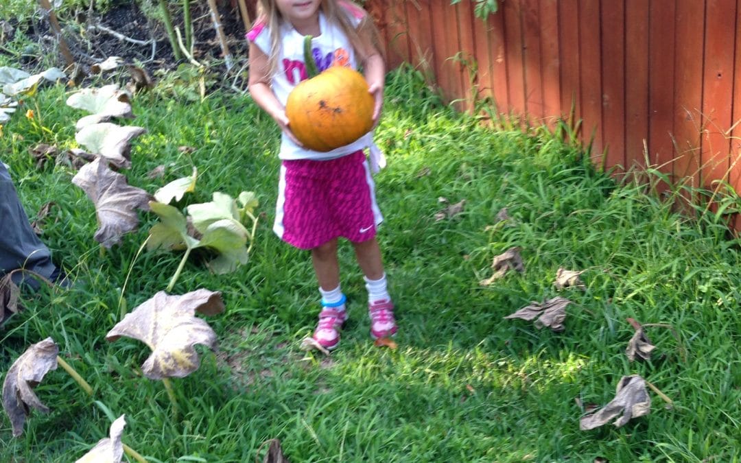 Harvesting my pumpkin