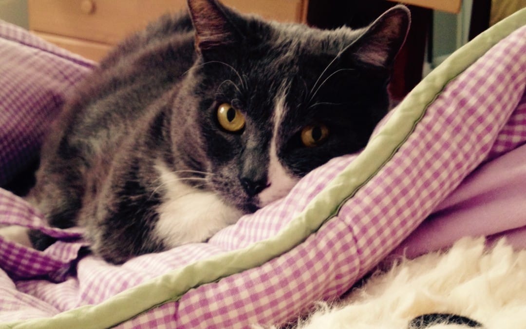 Stinky likes my sleeping bag