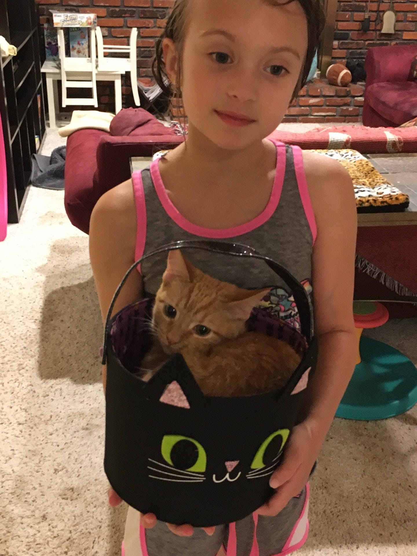 Kitty cat in a basket