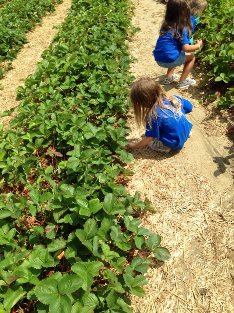 Picking blueberries and strawberries Maddy's Place